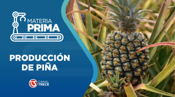 Producción de Piña | Materia Prima | 28 agosto 2026