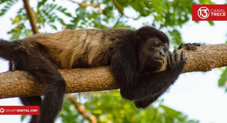 Monos de Costa Rica | Dominio documental 