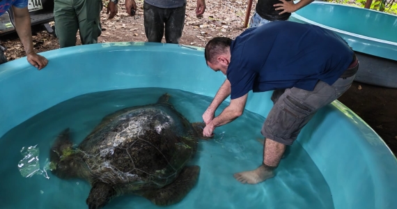 Rescatan tortuga verde de pescadores ilegales