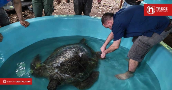 Rescatan tortuga verde de pescadores ilegales