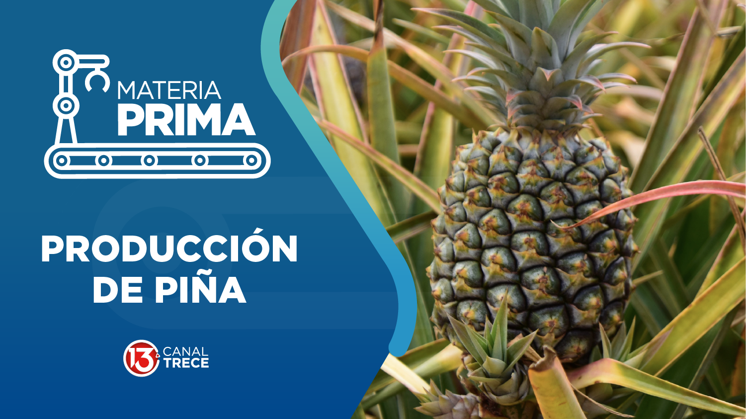 Producción de Piña | Materia Prima | 28 agosto 2026