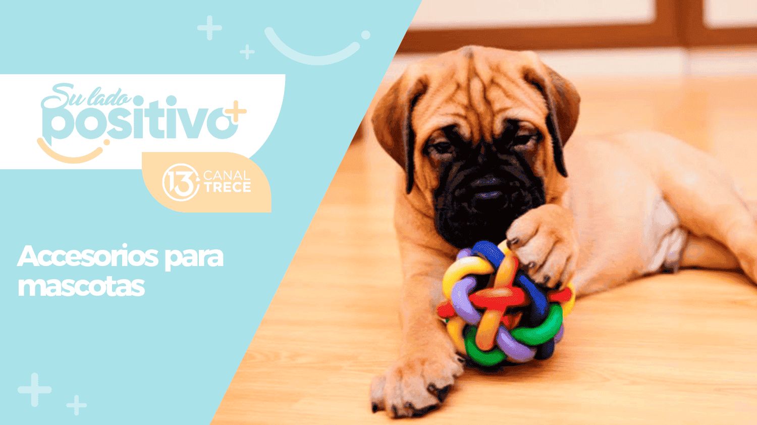 PetsMania | Accesorios para mascotas
