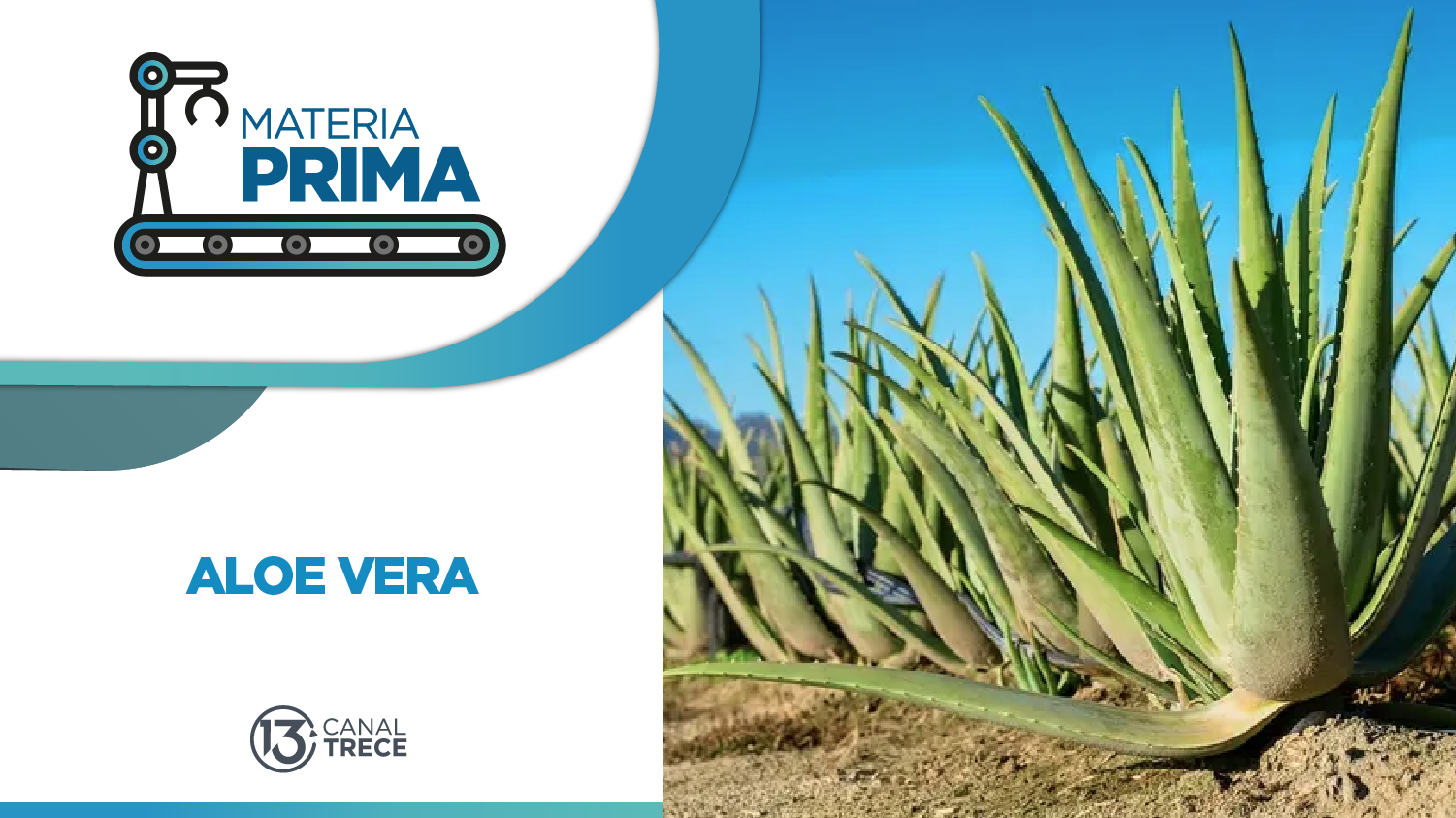 Aloe Vera | Materia Prima | 29 mayo 2026