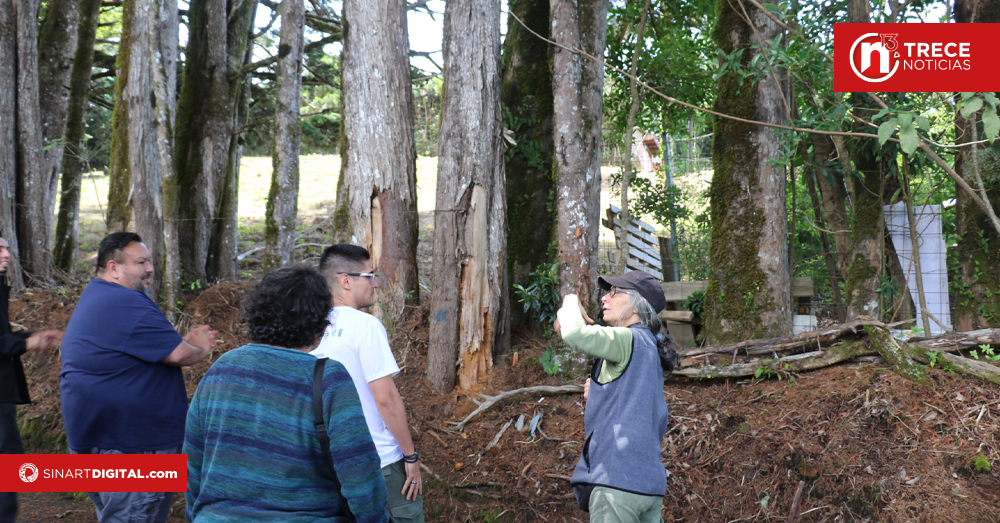 Casi la mitad del arbolado en El Tirol requiere atención urgente 
