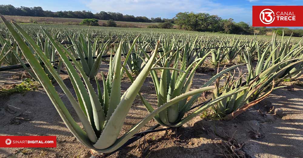 Así se produce el gel de aloe vera