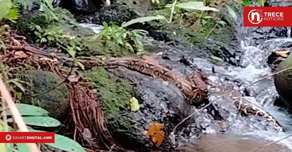 Liberan Boa de tres metros de longitud encontrada en Quepos 