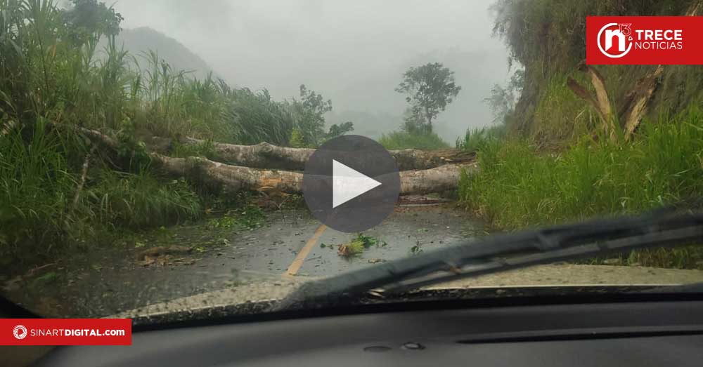  Fuertes vientos y lluvias provocan caída de árboles y vías bloqueadas en Limón y Cartago