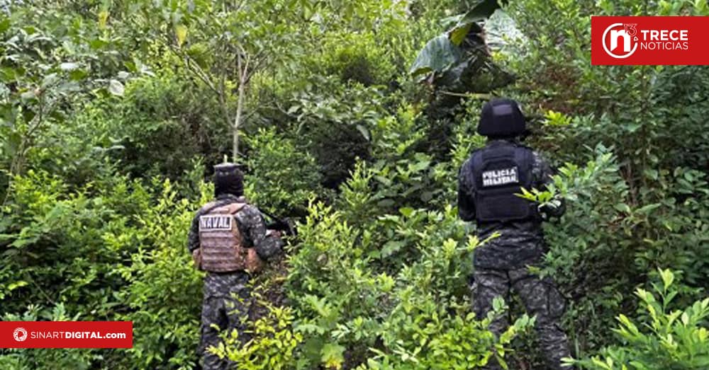 Autoridades de Honduras incautan 98.000 plantas de coca