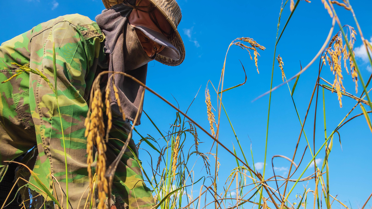 Privados de libertad acortan penas gracias al cultivo de alimentos