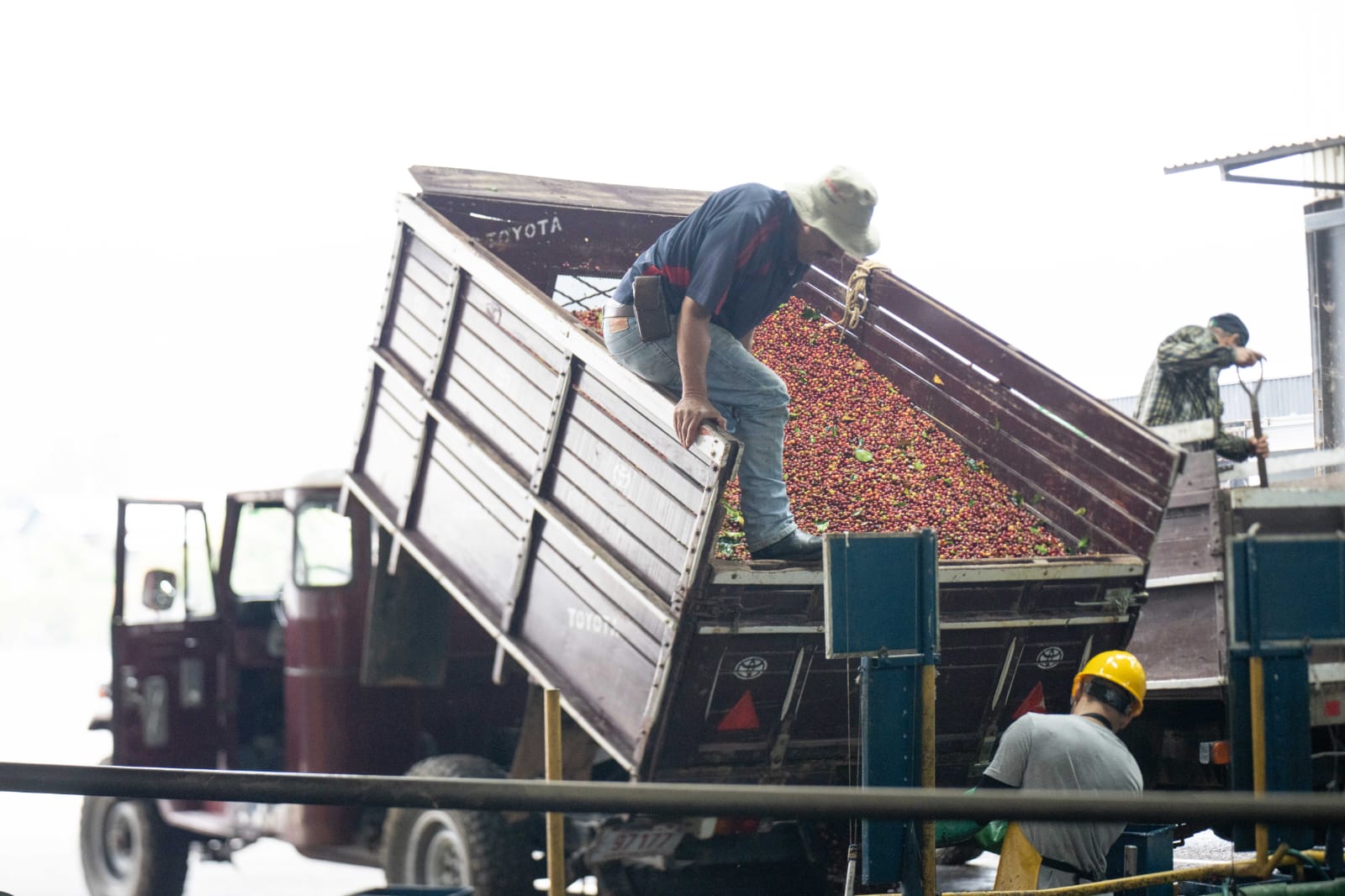 Cooperativa de café convierte emisiones de hidrocarburos en fertilizante