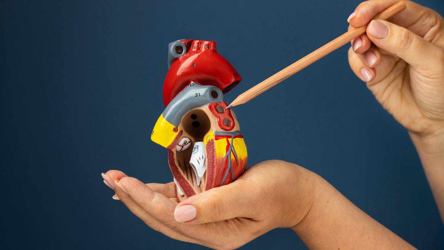 Donación y trasplante de órganos aumentan un 57% en Costa Rica durante el 2025