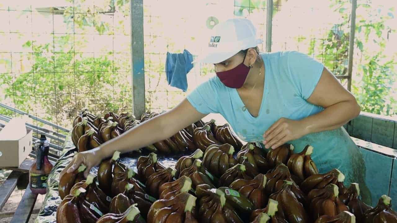 Hasta 100 millones de colones ofrece el Banco Popular a las MiPymes del país   