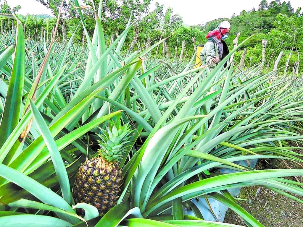 Exportadores de piña reportan pérdidas millonarias por baja en el tipo de cambio