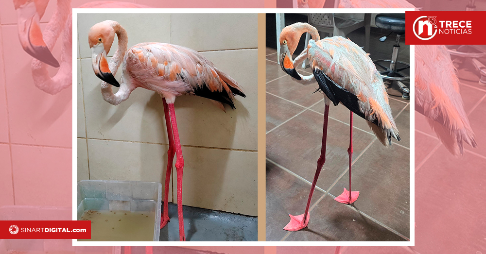 Flamenco recibió atención veterinaria en Costa Rica