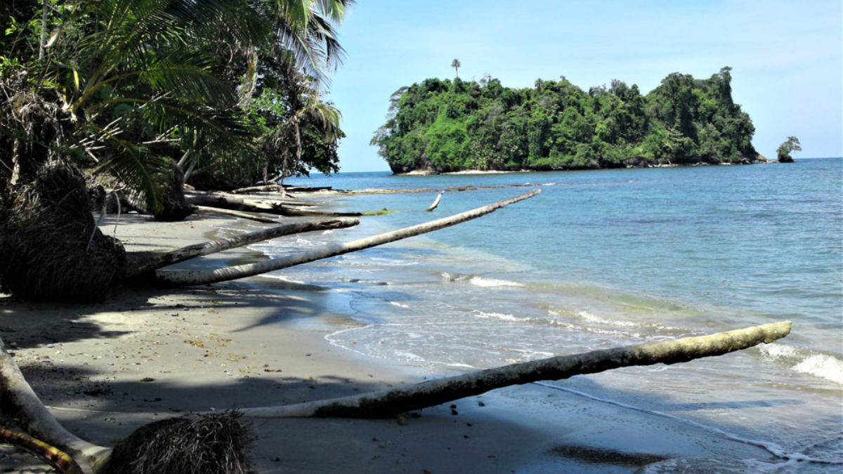 Frente Amplio presenta pruebas de, presunta, tala ilegal en Gandoca-Manzanillo ante Fiscalía Ambiental