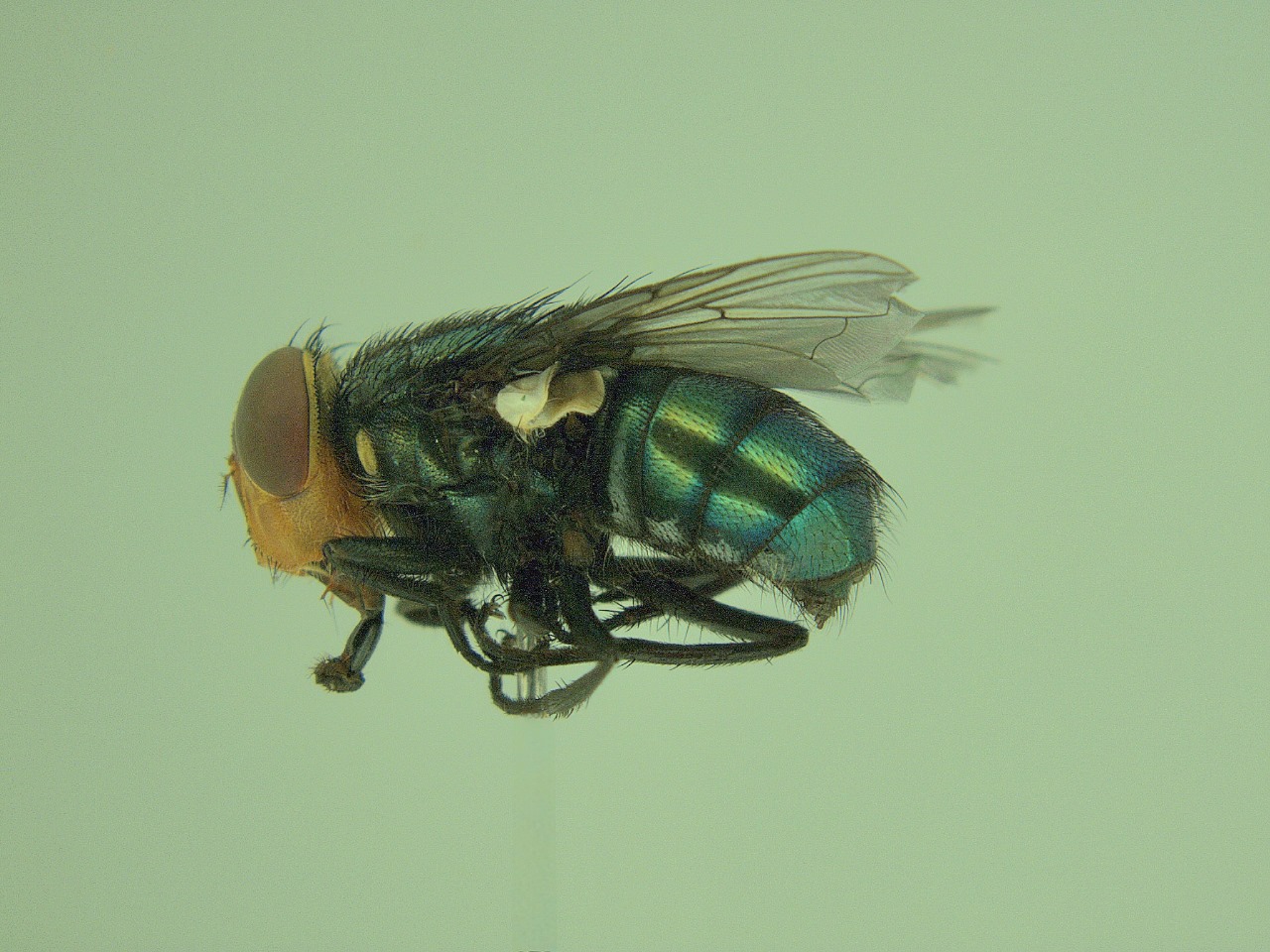 Salud confirma caso de miasis por gusano barrenador en niña migrante