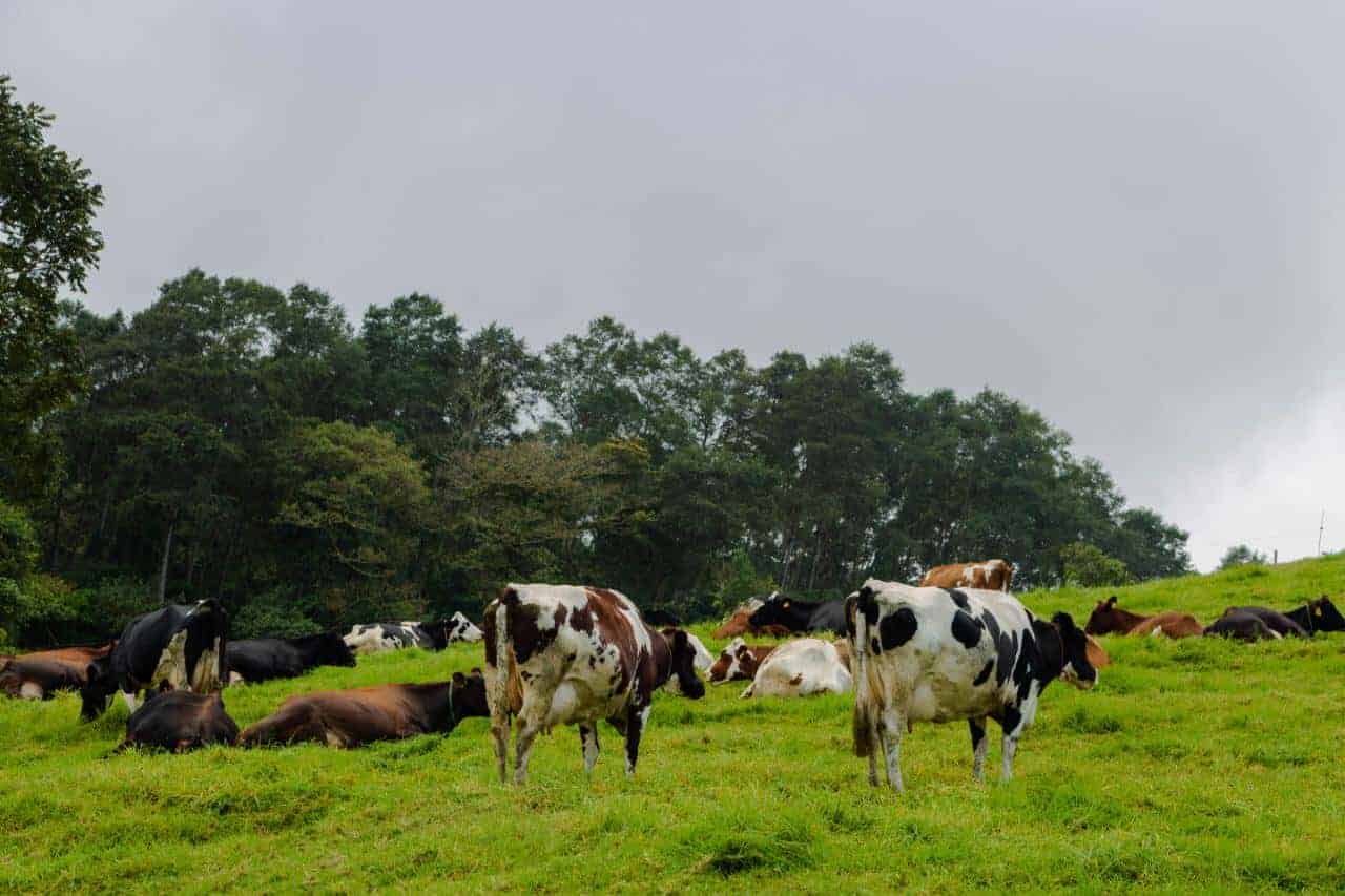 Ganadería en Costa Rica: Orgánica y Cero Carbono dos propuestas de valor agregado