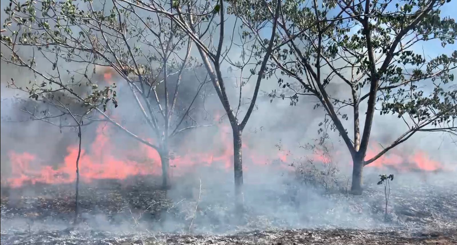 Incendio forestal en Caldera consumió 50 hectáreas de bosque