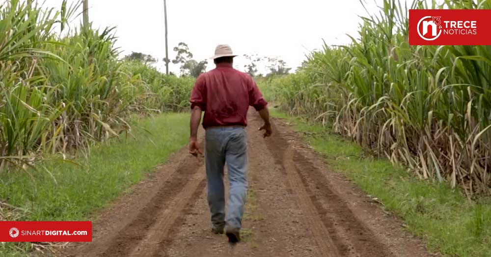 Sector Cañero Azucarero mejora sustancialmente en sostenibilidad