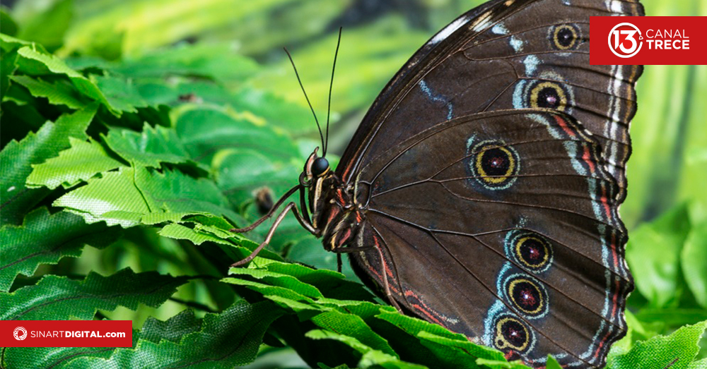 Este es el mariposario del Museo Nacional 
