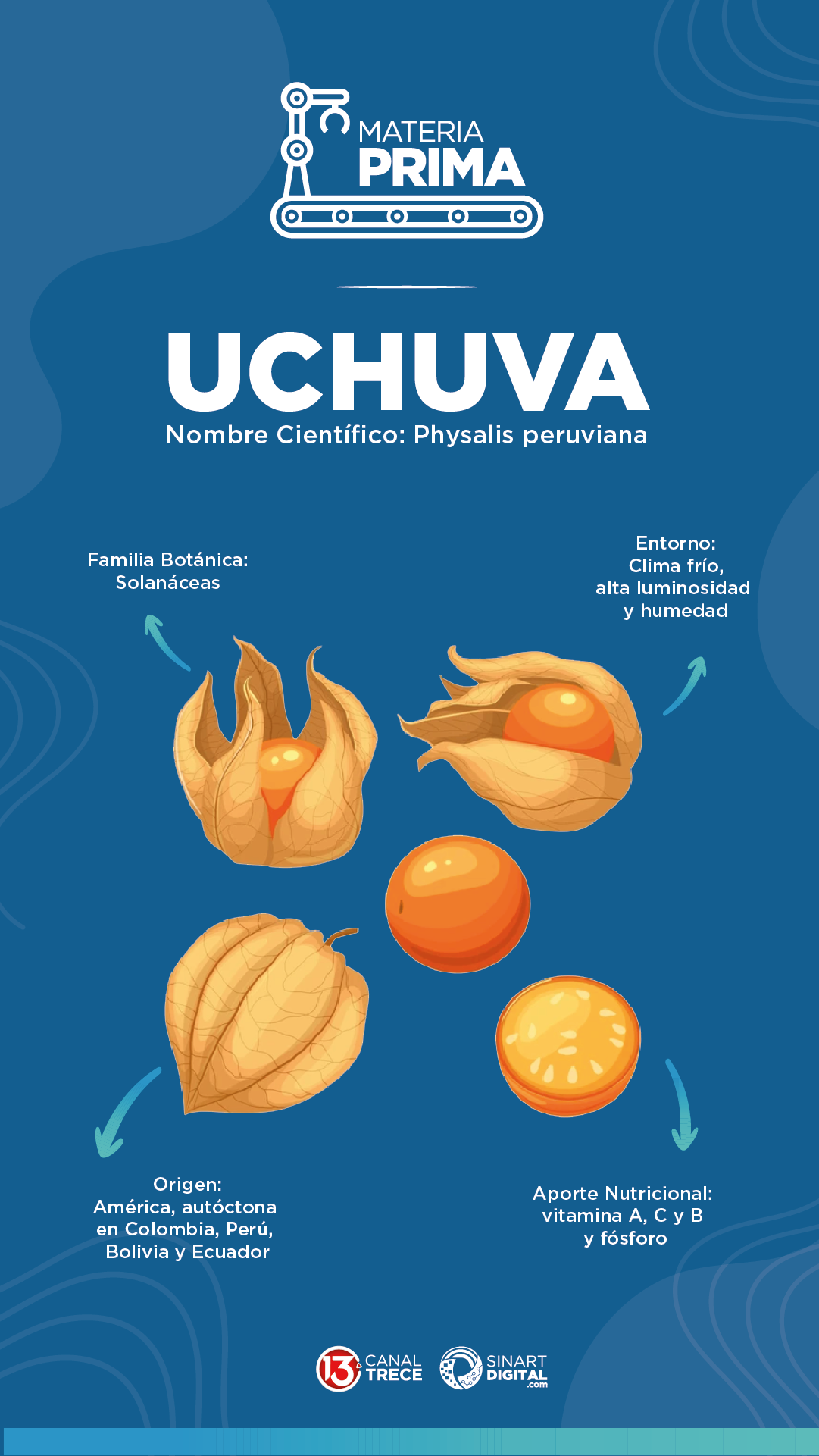 La Uchuva | Golden Berry