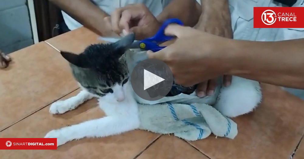 Droga trasladada por un gato: Nuevo decomiso en cárcel de Pococí