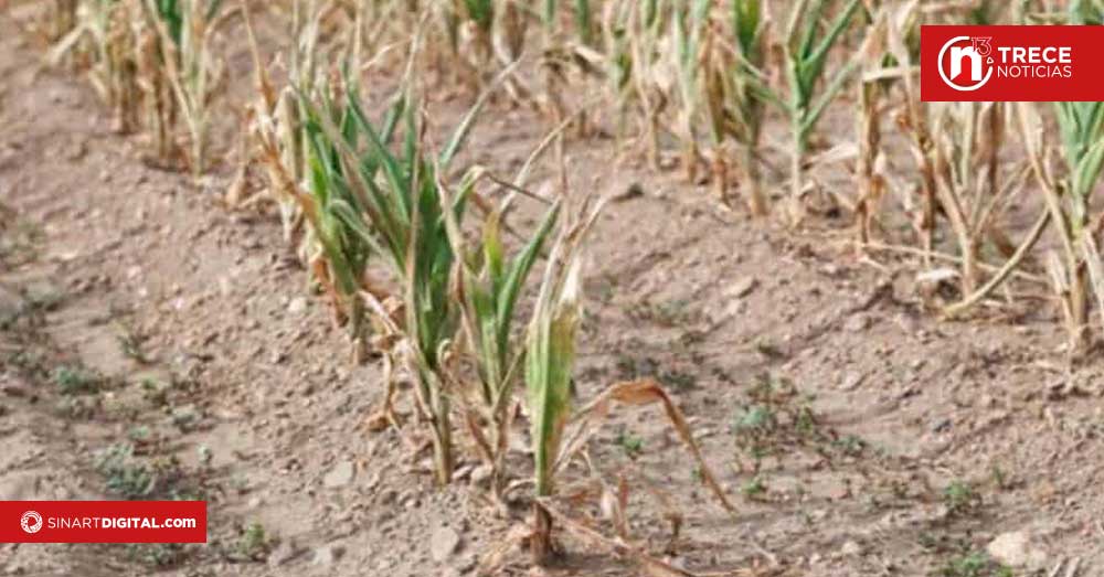 UNED advierte que impacto de El Niño en segundo semestre amenaza producción de alimentos