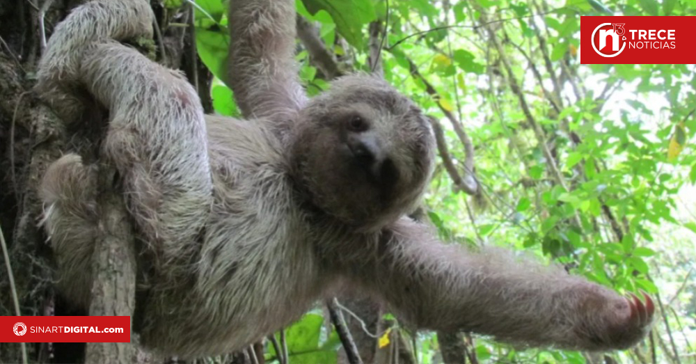 CNFL instala más de 2.000 dispositivos para proteger fauna silvestre y evitar accidentes eléctricos