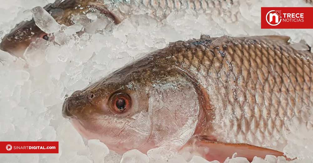 ¿Cómo identificar si el pescado está fresco?