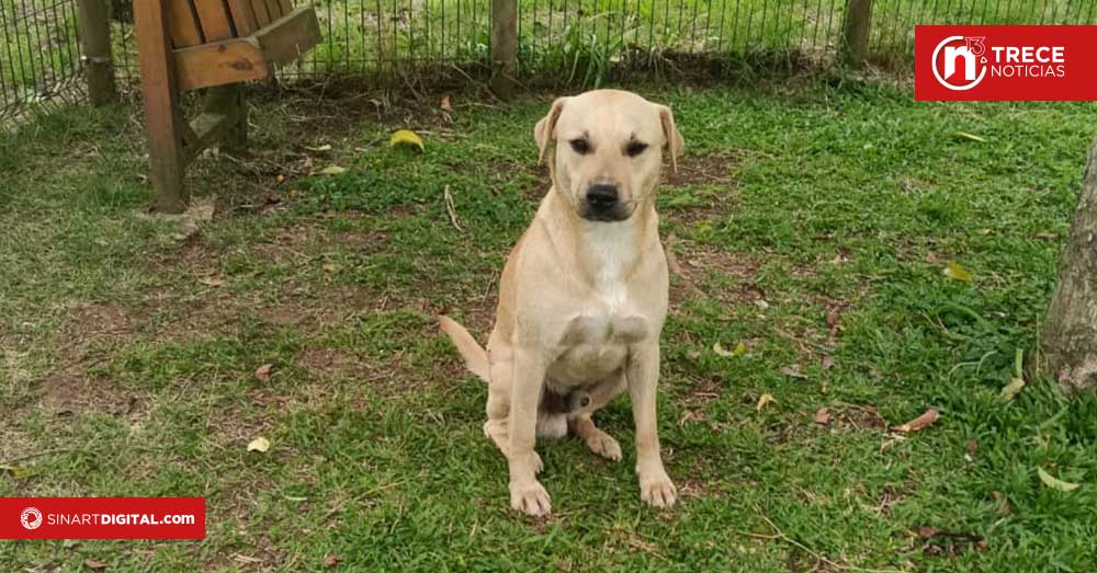 17 perritos buscan hogar tras ser restacados en la Romería