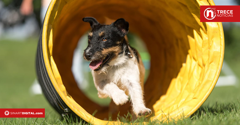 ¿Sin planes para este fin de semana? Actividad gratuita para familias y sus mascotas