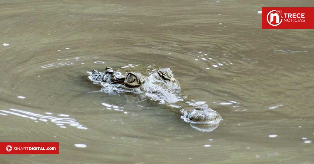 Precaución en Semana Santa por cocodrilos en ríos y playas 