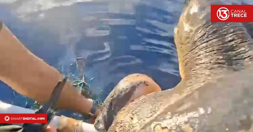 Guardacostas propinan golpe al narcotráfico y rescatan a dos animales durante operativo en alta mar