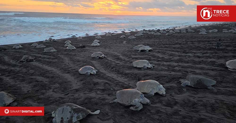 Detienen a sujetos con 125 huevos de tortuga extraídos de manera ilegal