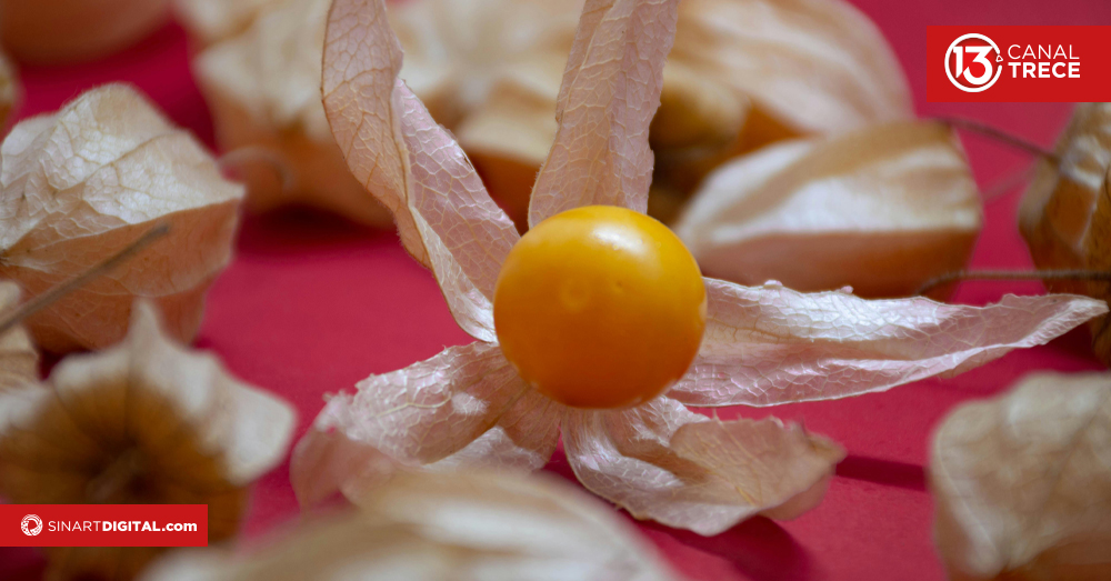 La Uchuva | Golden Berry