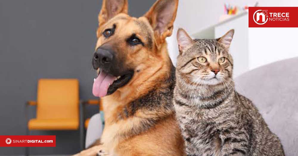 Nuevas disposiciones transforman la crianza y comercialización de perros y gatos en el país
