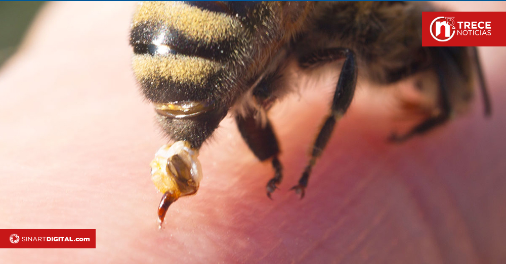¡Cuidado! Durante la floración en verano aumenta el riesgo de picaduras de abejas