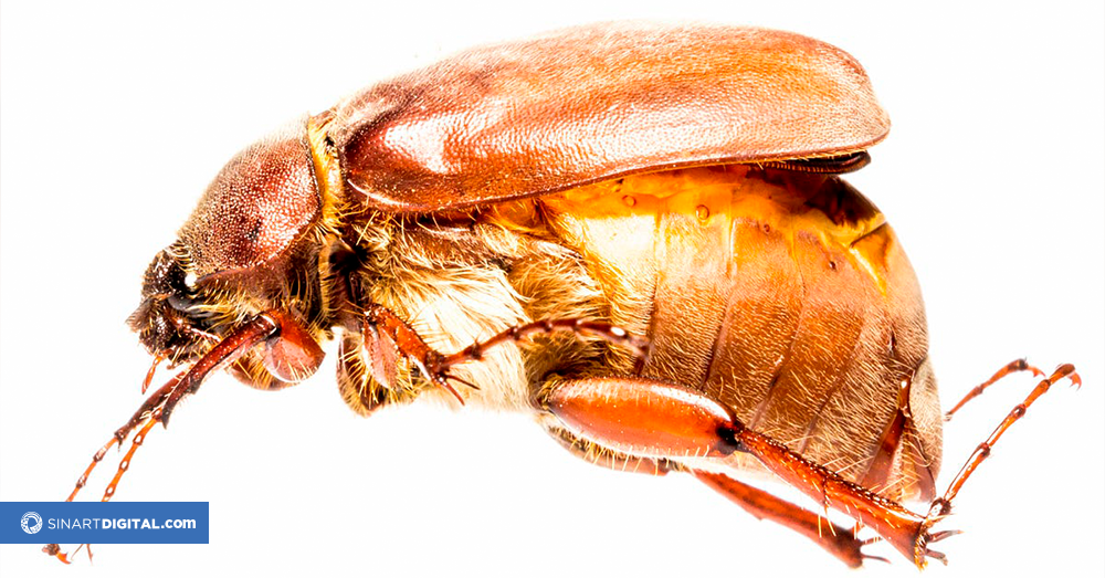 Antes de aplastar a un abejón de mayo, lea esto