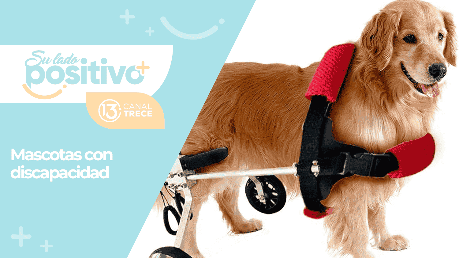 Entrevista de Fondo | Mascotas con discapacidad