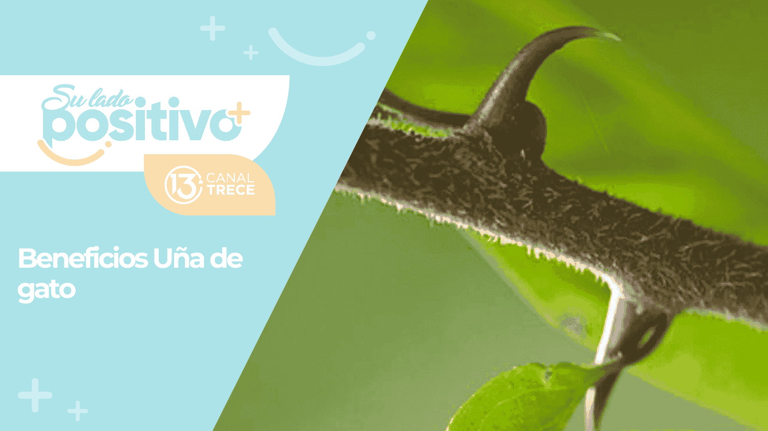 Entrevista de Fondo | Uña de gato