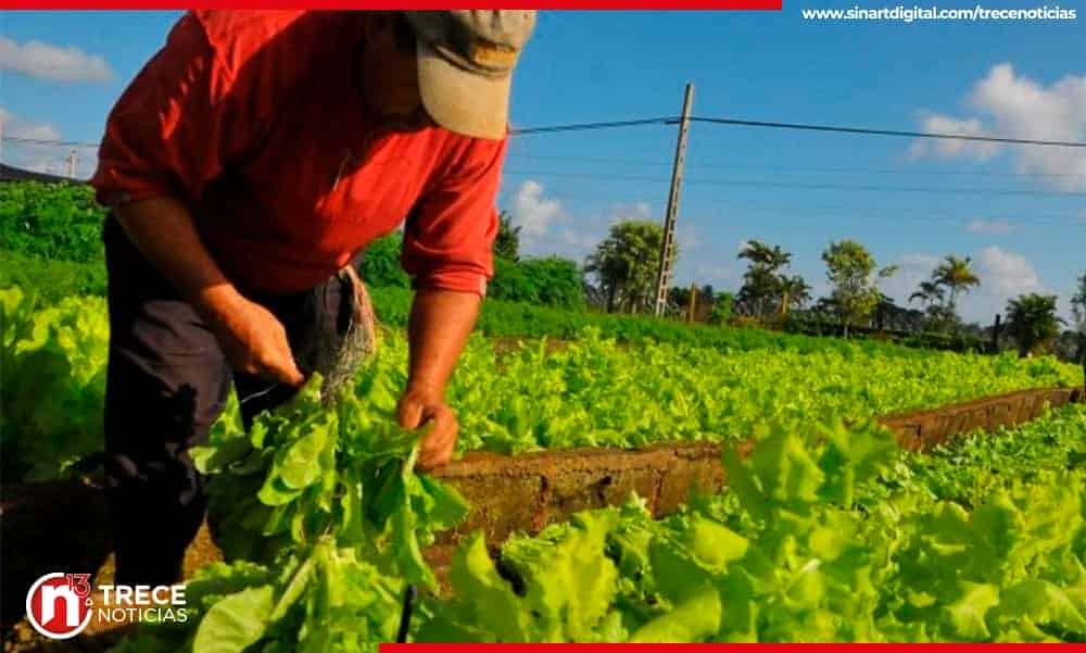 Fuerte sequía afecta a agricultores de Cartago