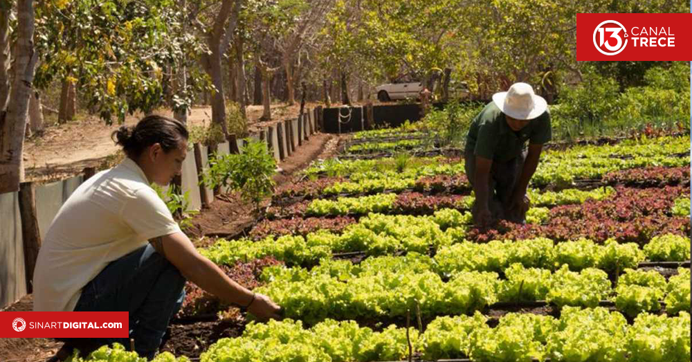 Agricultura Orgánica para todos | Documentales UNED 