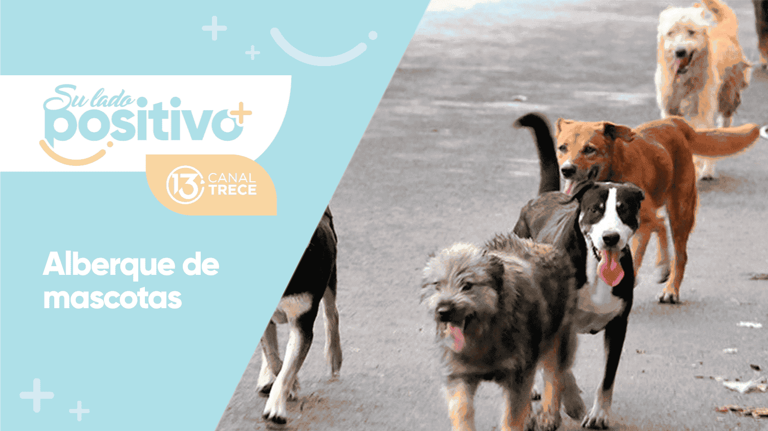 Albergue para mascotas en  Atenas