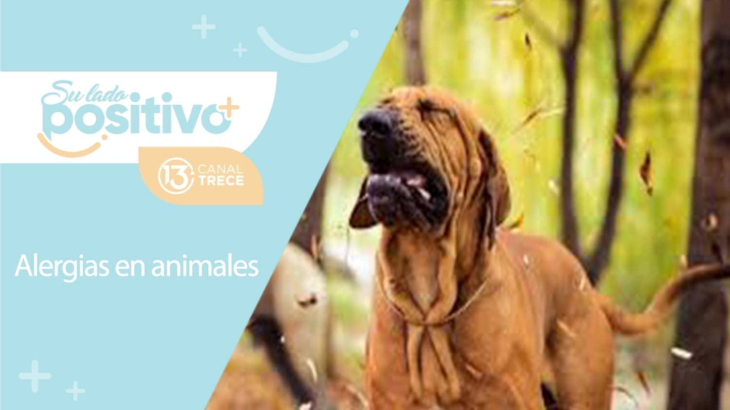 Alergias en animales | 6 de setiembre 2023