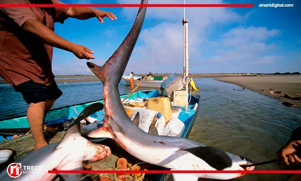 Demanda asiática por aletas de tiburón amenaza a especies locales en Perú