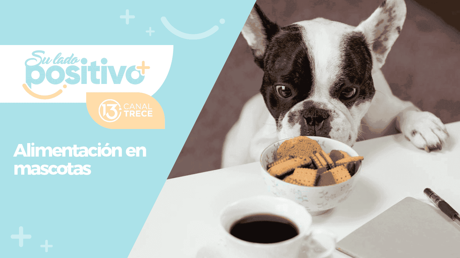 Alimentos saludables para nuestras mascotas