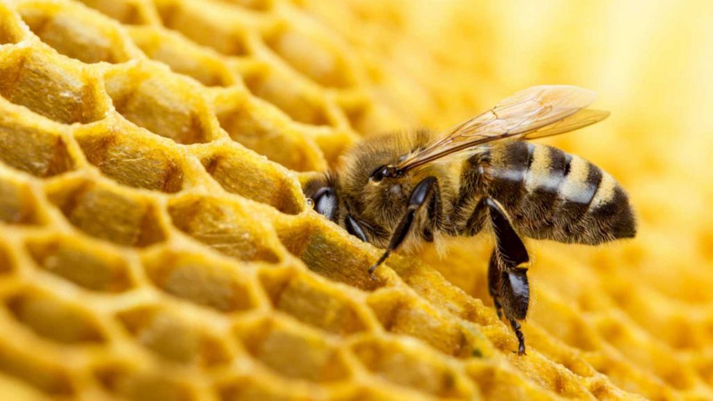 Las abejas: eje fundamental de la seguridad alimentaria mundial 