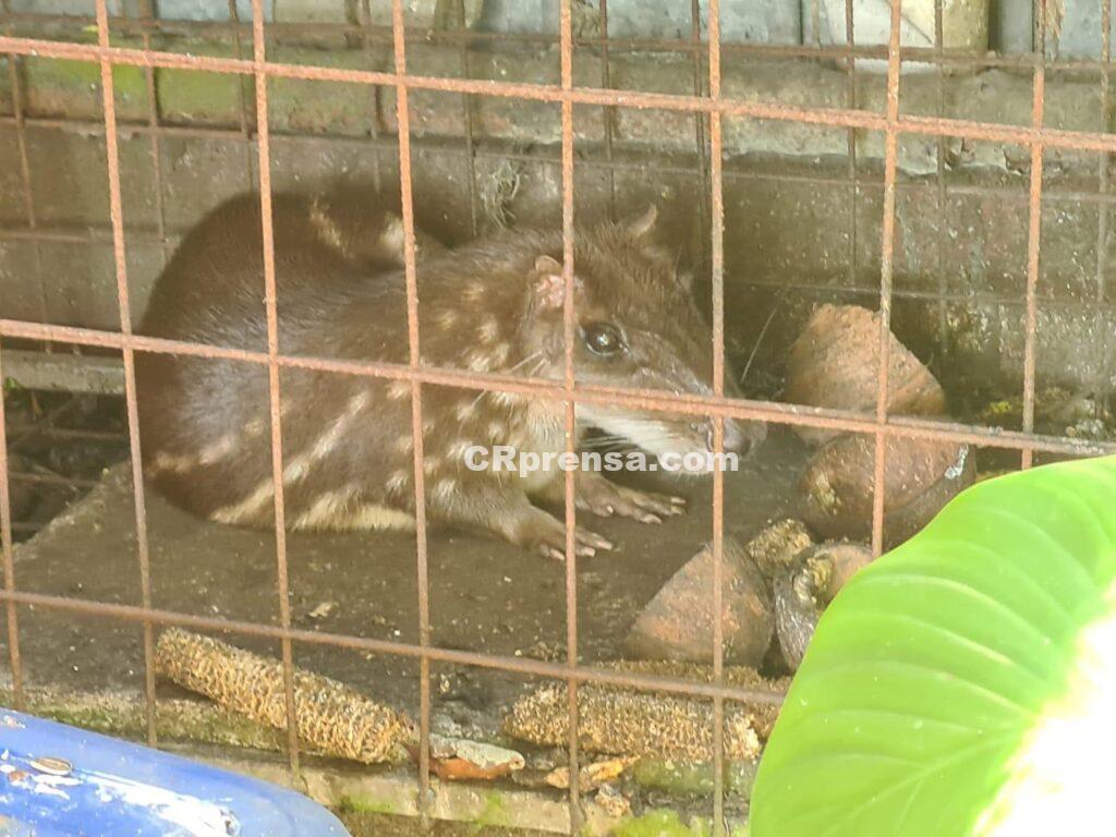 Nuevo laboratorio permitiría a Fiscalía hacer pericias de ADN en restos de animales silvestres