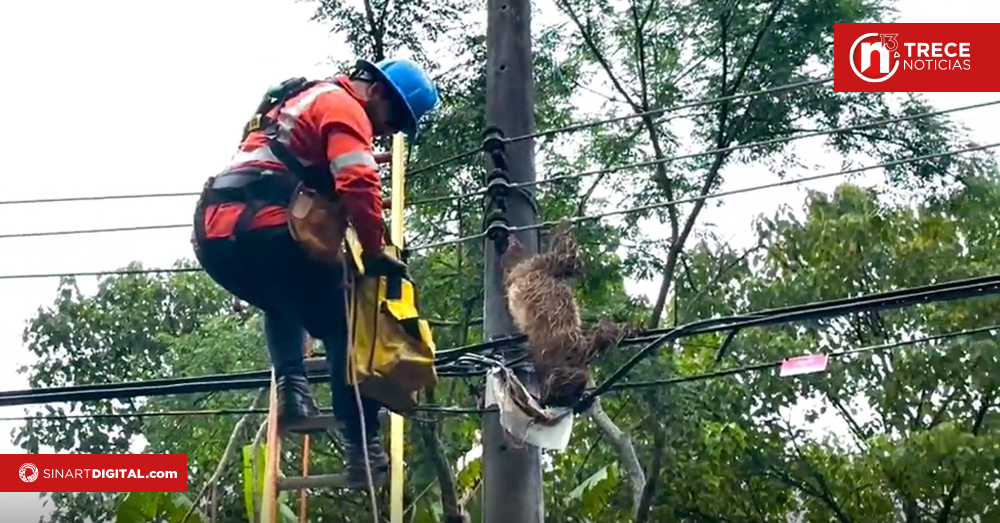 SINAC–MINAE llaman a la protección de la vida silvestre