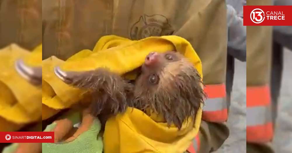 Simulan rescates de animales para reducir riesgos de electrocución